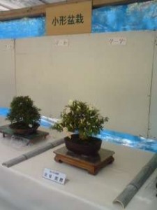 小型盆栽