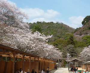 花見会場3月23日