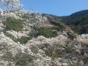 園内桜1